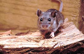 Image of a deer mouse.