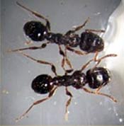 Image of two pavement ants.