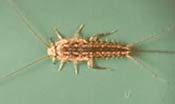 Image of a silverfish.